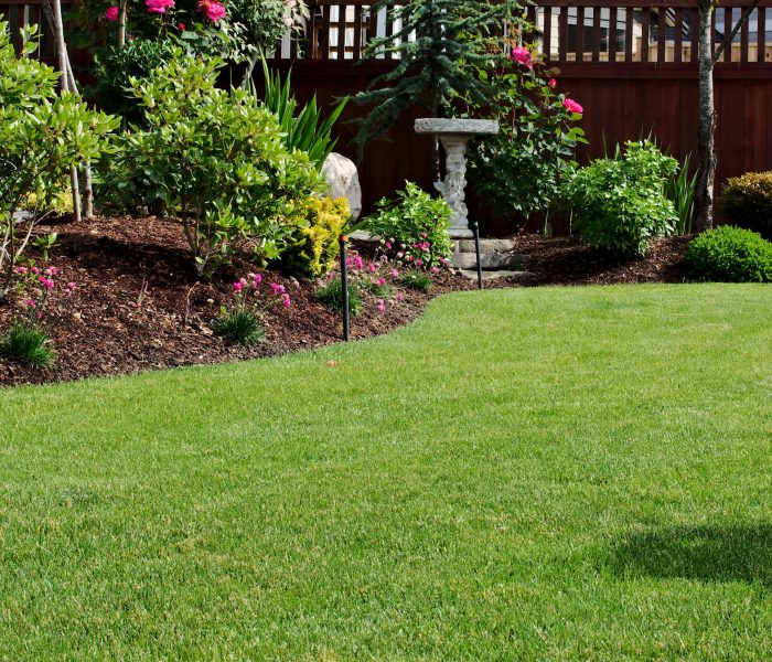 Freshly mowed garden lawn grass area surrounded by flowerbeds planted with shrubs and bushes and border plants in bloom during springtime season on a sunny day.